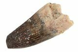 Cretaceous Fossil Crocodile Tooth - Morocco #187721-1